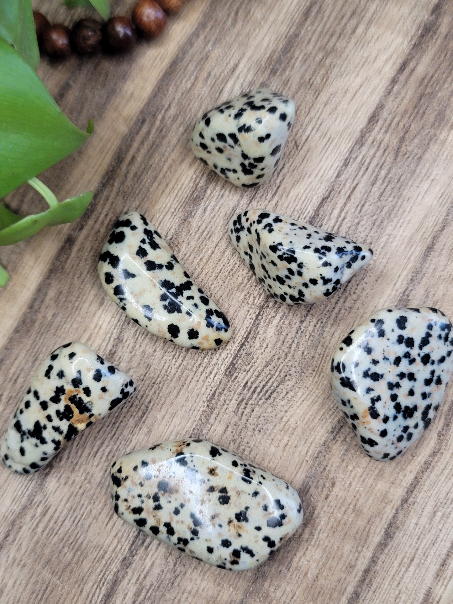 Dalmatian Jasper Tumble – Playful Energy, Protection & Motivation