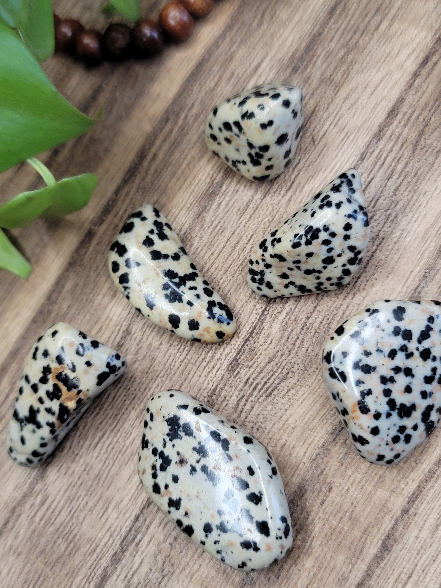 Dalmatian Jasper Tumble – Playful Energy, Protection & Motivation
