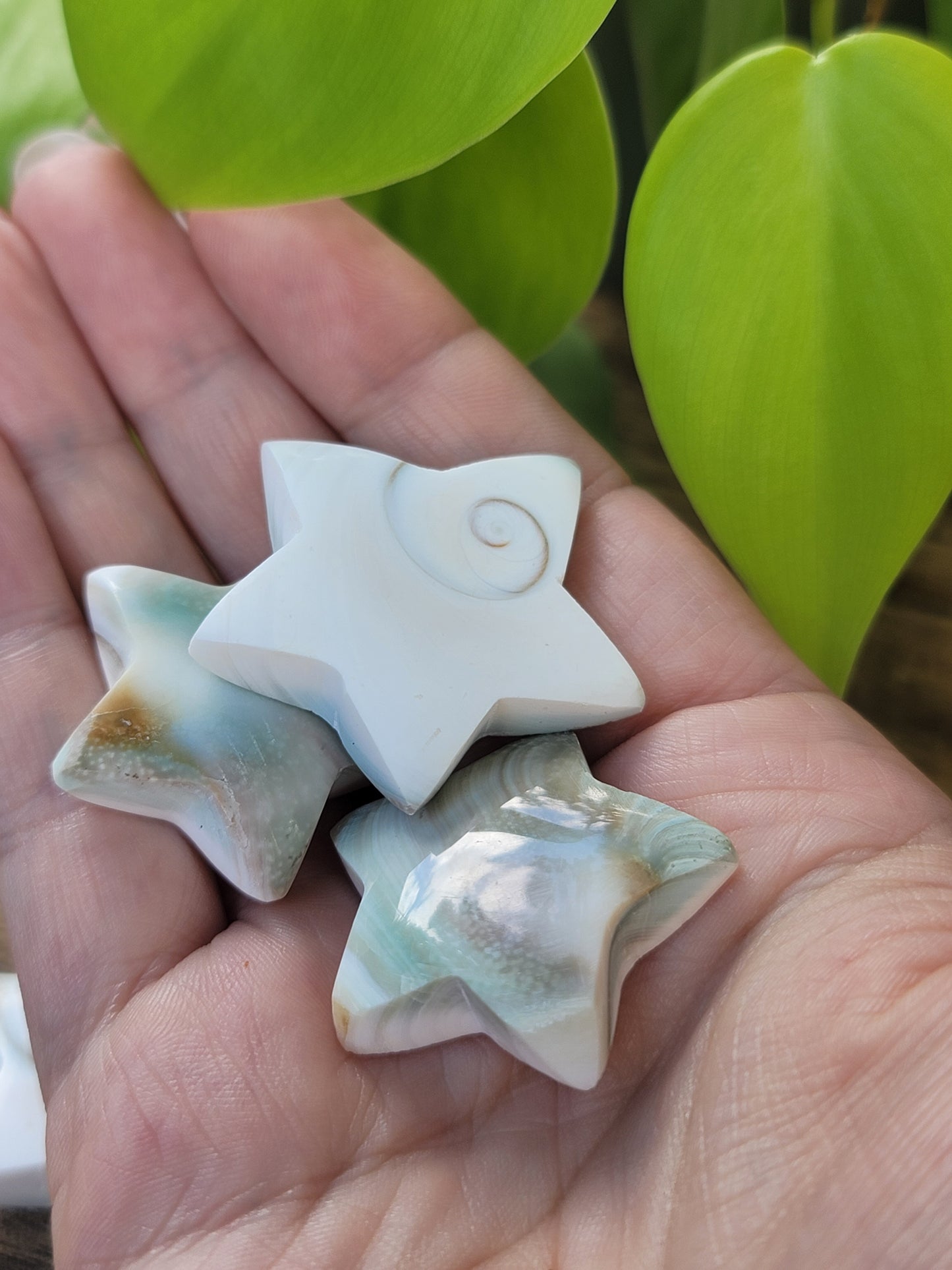 Shiva Star Fossil for Sacred Protection Masculine Energy and Spiritual Strength