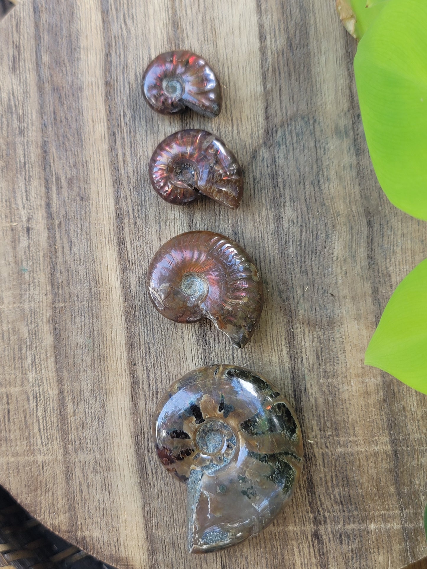 Ammonite Fossil for Ancient Wisdom Grounding and Earth Energy