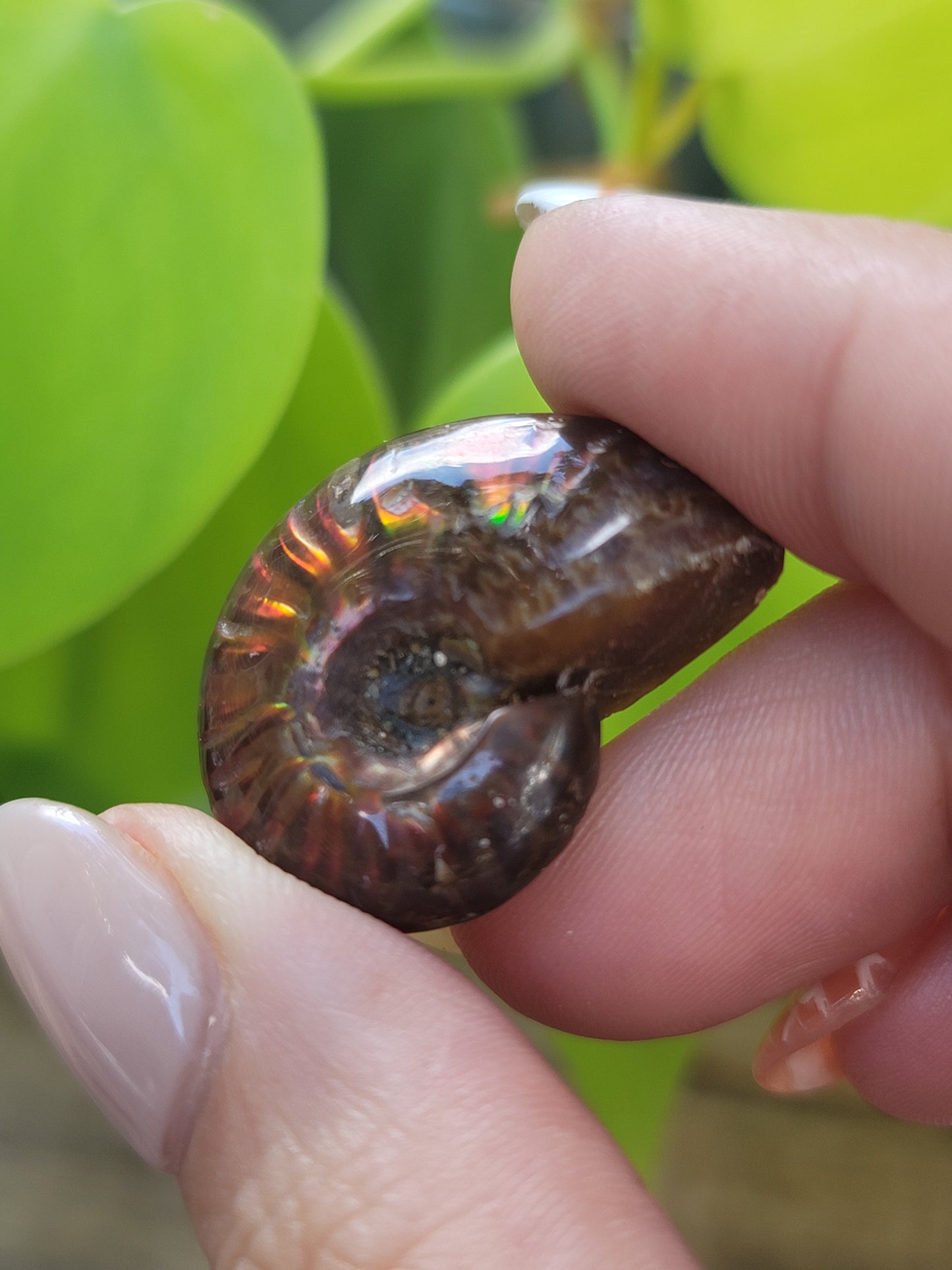 Ammonite Fossil for Ancient Wisdom Grounding and Earth Energy