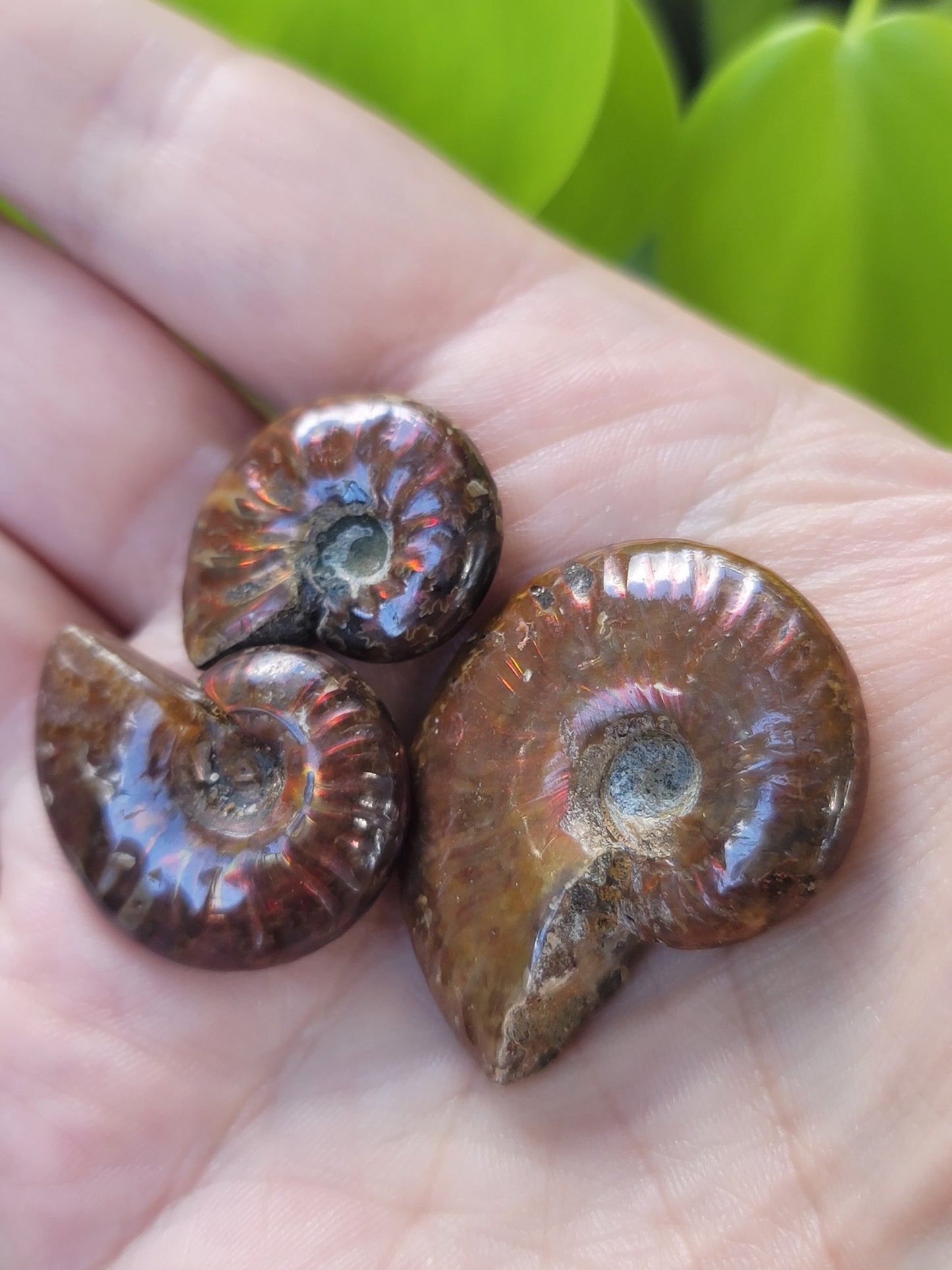 Ammonite Fossil for Ancient Wisdom Grounding and Earth Energy