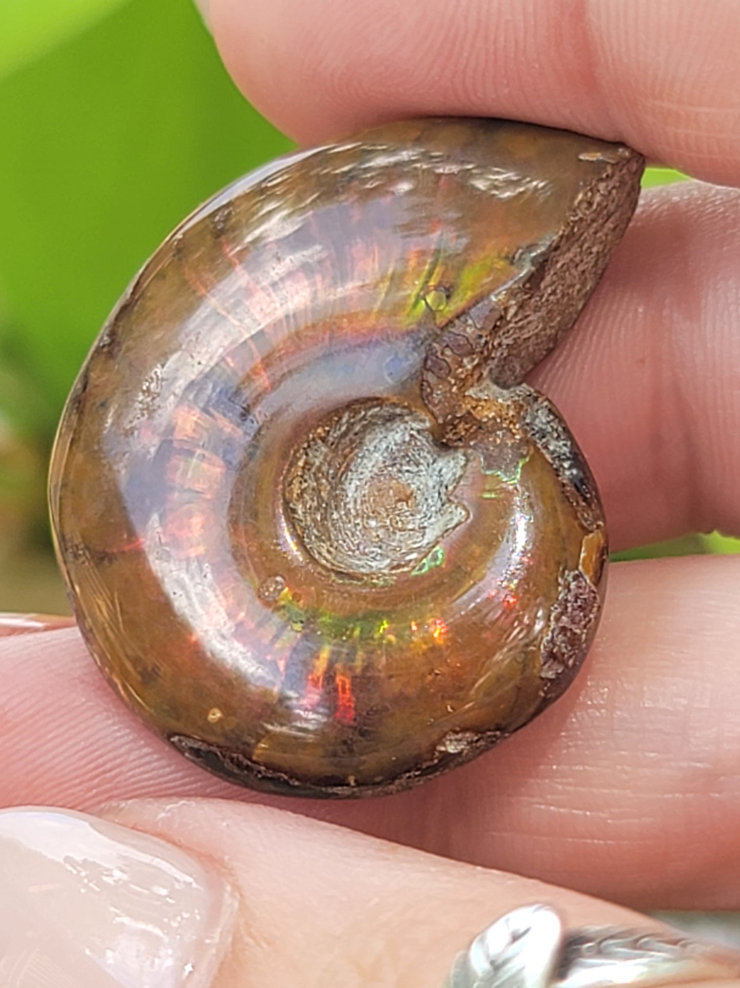 Ammonite Fossil for Ancient Wisdom Grounding and Earth Energy
