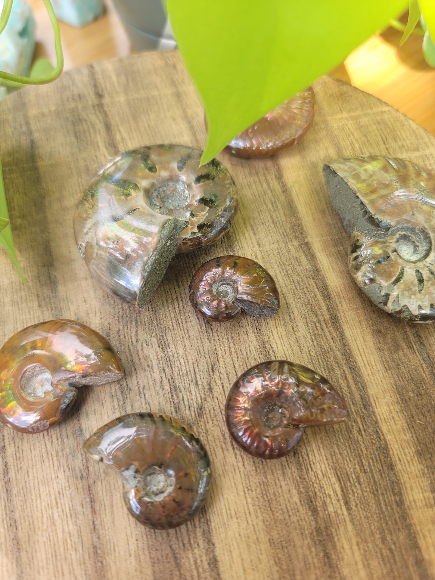 Ammonite Fossil for Ancient Wisdom Grounding and Earth Energy