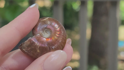 Ammonite Fossil for Ancient Wisdom Grounding and Earth Energy