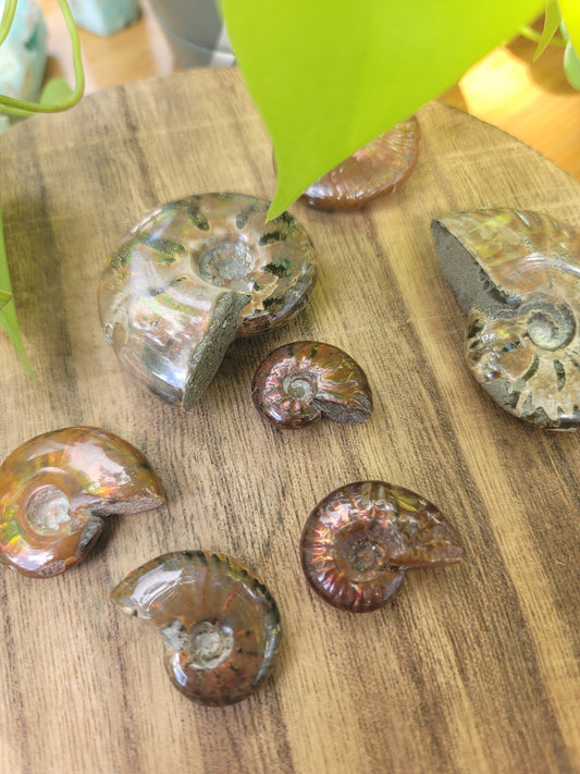 Ammonite Fossil for Ancient Wisdom Grounding and Earth Energy